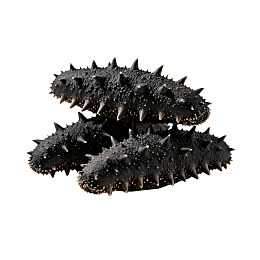 三只黑色带刺海参特写