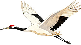 飞翔的丹顶鹤图片