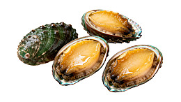 新鲜鲍鱼展示图片