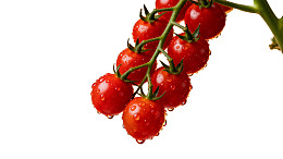 水珠点缀的鲜红樱桃番茄