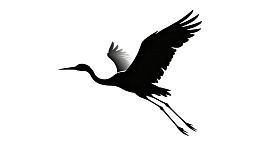 飞翔的鹤剪影图片