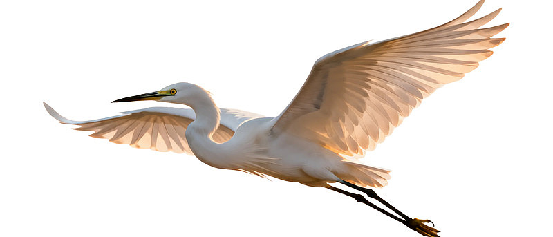 白鹭展翅飞翔于空中图片