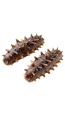 两只带刺海参静置于白色背景