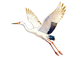 白鹭展翅飞翔于空中图片