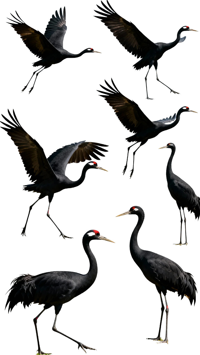 多种姿态的黑鹤鸟群图片