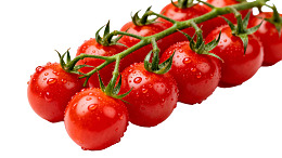 新鲜樱桃番茄带水珠图片