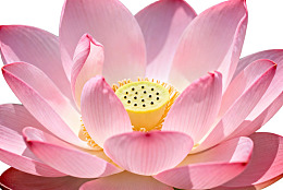 盛开的粉色莲花特写图片