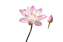 盛开的粉色莲花与花蕾