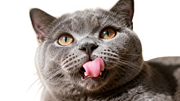灰色猫咪吐舌卖萌图片