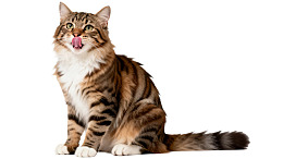长毛虎斑猫舔舌姿势图片