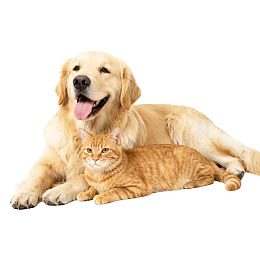 金毛犬与橘猫亲密依偎