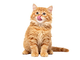 橘色小猫舔舌萌态可掬