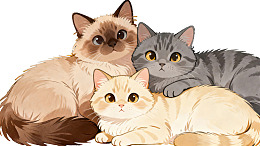 三只猫咪依偎在一起的温馨画面