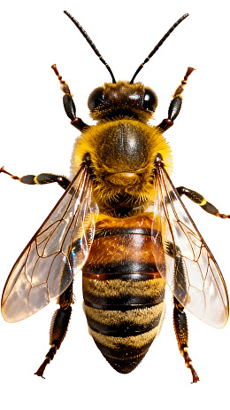 蜜蜂特写：清晰展示其条纹与透明翅膀