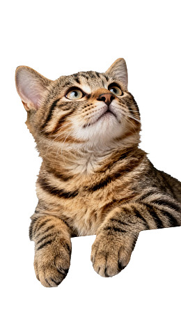 条纹猫抬头仰望图片