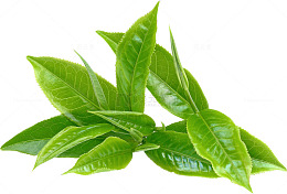 绿色茶叶植物叶片素材