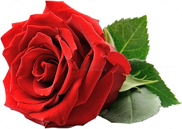 鲜艳红玫瑰特写摄影图片