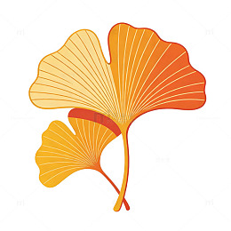 银杏叶插画矢量设计素材