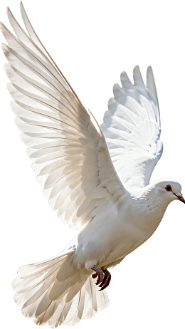 展翅飞翔的白色鸽子图片