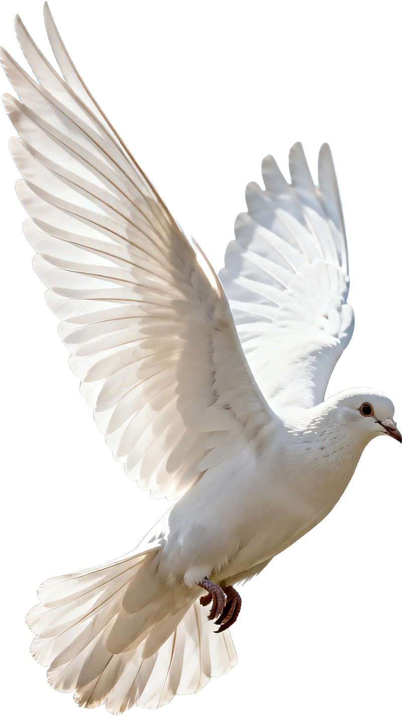 展翅飞翔的白色鸽子图片