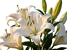 白色百合花绽放图片