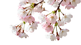 樱花枝头绽放的美丽花朵