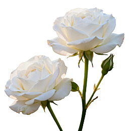 两朵盛开的白色玫瑰花