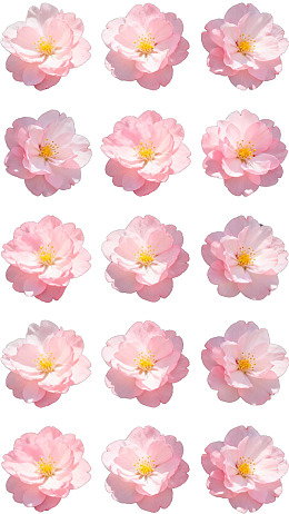 粉色花朵排列图案图片