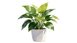 白色花盆中的绿叶植物