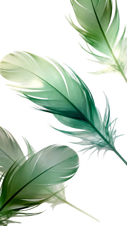 三片绿色羽毛轻盈飘逸