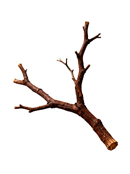 枯树枝的自然形态图片