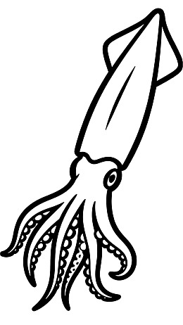 黑白线条风格的鱿鱼插画