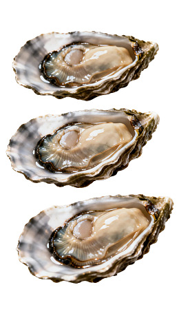 三只新鲜生蚝特写图片