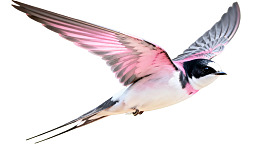 飞翔的燕子展翅姿态图片