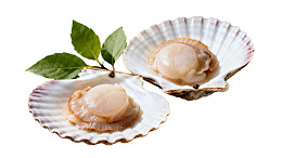 两枚扇贝配绿叶图片
