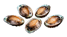 五只新鲜鲍鱼特写图片