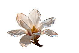 白色木兰花绽放图片