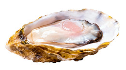 新鲜生蚝特写图片