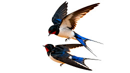 两只燕子空中飞翔图片