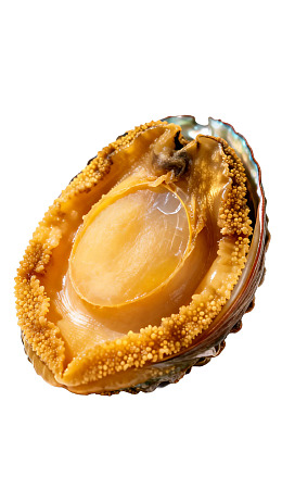 新鲜鲍鱼特写图片