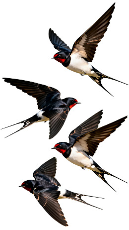 四只燕子飞翔姿态各异