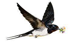 燕子衔花飞行图图片