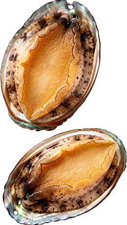 新鲜鲍鱼壳内部特写图片