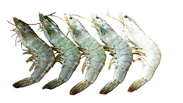 五只新鲜对虾排列展示