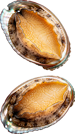 两只新鲜鲍鱼特写展示