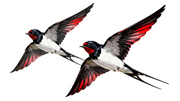 两只飞翔的燕子图片