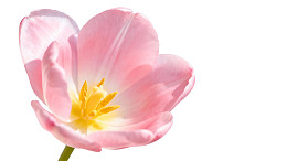 一朵粉色郁金香的特写