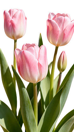 粉色郁金香花束特写图片