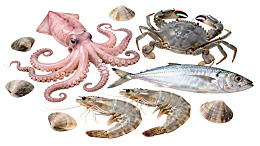 多种海鲜集合展示图片