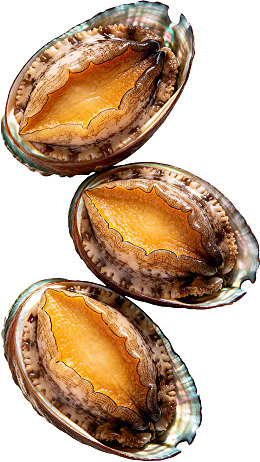 三只新鲜鲍鱼特写展示